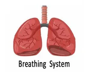 Breathing System